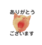 ねこのスタンプ(家族用)（個別スタンプ：9）