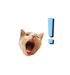 ねこのスタンプ(家族用)（個別スタンプ：13）