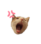 ねこのスタンプ(家族用)（個別スタンプ：14）
