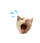 ねこのスタンプ(家族用)（個別スタンプ：15）