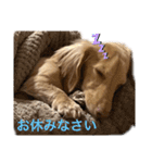 カニンヘンダックス 1（個別スタンプ：16）