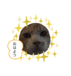 うちのあいつは今日も寝る（個別スタンプ：4）