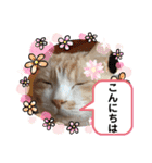 うちのあいつは今日も寝る（個別スタンプ：5）