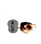 うちのあいつは今日も寝る（個別スタンプ：15）