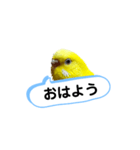 我が家のセキセイインコのスタンプ2（個別スタンプ：1）