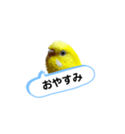 我が家のセキセイインコのスタンプ2（個別スタンプ：2）