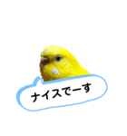 我が家のセキセイインコのスタンプ2（個別スタンプ：3）