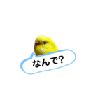 我が家のセキセイインコのスタンプ2（個別スタンプ：4）