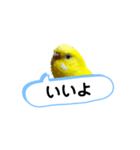 我が家のセキセイインコのスタンプ2（個別スタンプ：5）