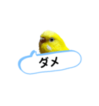 我が家のセキセイインコのスタンプ2（個別スタンプ：6）