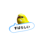 我が家のセキセイインコのスタンプ2（個別スタンプ：7）