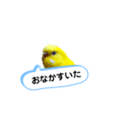 我が家のセキセイインコのスタンプ2（個別スタンプ：8）