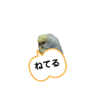 我が家のセキセイインコのスタンプ2（個別スタンプ：10）