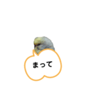 我が家のセキセイインコのスタンプ2（個別スタンプ：13）