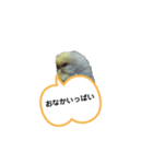 我が家のセキセイインコのスタンプ2（個別スタンプ：14）