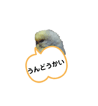 我が家のセキセイインコのスタンプ2（個別スタンプ：15）