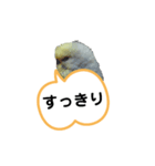 我が家のセキセイインコのスタンプ2（個別スタンプ：16）