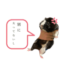 とっとこファミリー2（個別スタンプ：2）