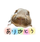 とっとこファミリー2（個別スタンプ：4）