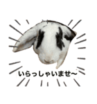 とっとこファミリー2（個別スタンプ：5）