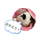 とっとこファミリー2（個別スタンプ：6）