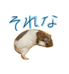 とっとこファミリー2（個別スタンプ：10）