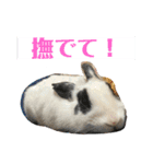 とっとこファミリー2（個別スタンプ：12）