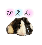 とっとこファミリー2（個別スタンプ：19）