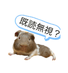 とっとこファミリー2（個別スタンプ：22）