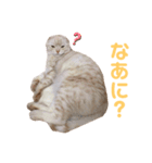 マロンのスタンプ（スコティッシュ）（個別スタンプ：5）