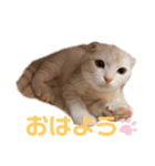 マロンのスタンプ（スコティッシュ）（個別スタンプ：6）