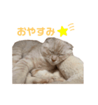 マロンのスタンプ（スコティッシュ）（個別スタンプ：7）