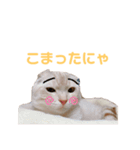 マロンのスタンプ（スコティッシュ）（個別スタンプ：12）