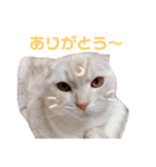 マロンのスタンプ（スコティッシュ）（個別スタンプ：15）