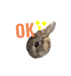チーチャミさん（うさぎ）（個別スタンプ：1）