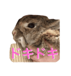チーチャミさん（うさぎ）（個別スタンプ：4）