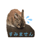 チーチャミさん（うさぎ）（個別スタンプ：6）