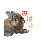 チーチャミさん（うさぎ）（個別スタンプ：7）