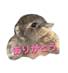 チーチャミさん（うさぎ）（個別スタンプ：8）