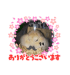 みんなみんなはむはむ？（個別スタンプ：3）