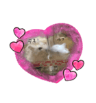 みんなみんなはむはむ？（個別スタンプ：5）