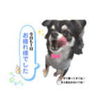 まる君☆スタンプ（個別スタンプ：4）