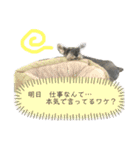 エルマ(1) ミニシュナwithポン太・コロネ（個別スタンプ：5）