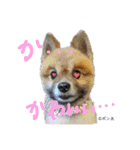 エルマ(1) ミニシュナwithポン太・コロネ（個別スタンプ：7）