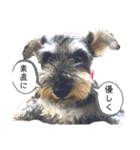 エルマ(1) ミニシュナwithポン太・コロネ（個別スタンプ：8）