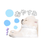 ポメラニアンちゃみくんの挨拶（個別スタンプ：1）