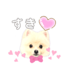 ポメラニアンちゃみくんの挨拶（個別スタンプ：2）