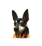 ミニピン竜良（個別スタンプ：6）