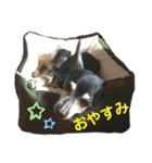 ミニピン竜良（個別スタンプ：8）