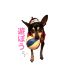 ミニピン竜良（個別スタンプ：11）